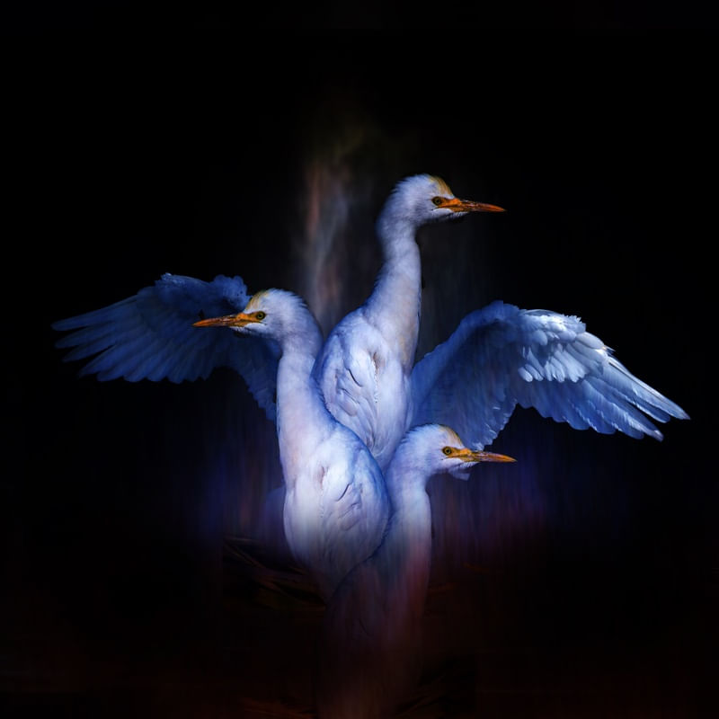 CISNES #1