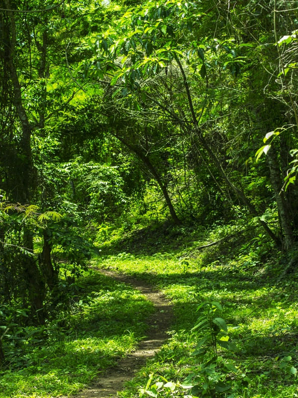 TRILHAS DO VAU-AÇU