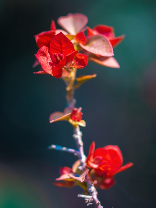 DE TARDE NO JARDIM (2)