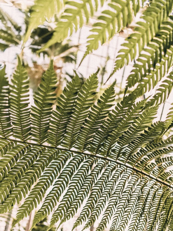 JARDIM BOTANICO ADELAIDE, AUSTRALIA - FOLHAS