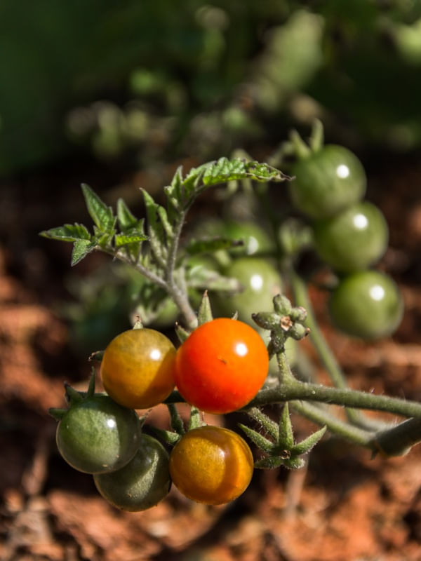 TOMATE CEREJA.
