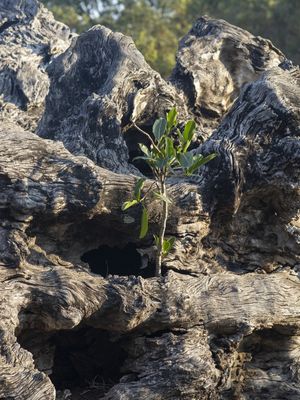 RECONSTRUÇÃO, A NATUREZA SE TRANSFORMA