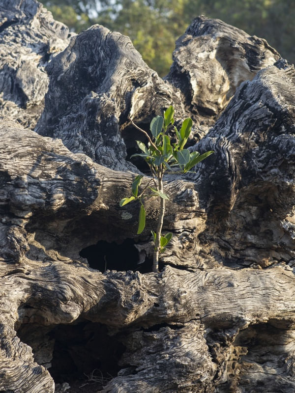 RECONSTRUÇÃO, A NATUREZA SE TRANSFORMA