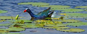 A LAGOA DOS PATOS