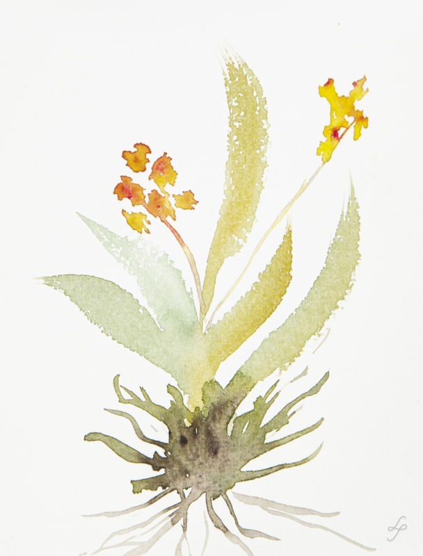AQUARELA BOTÂNICA 04