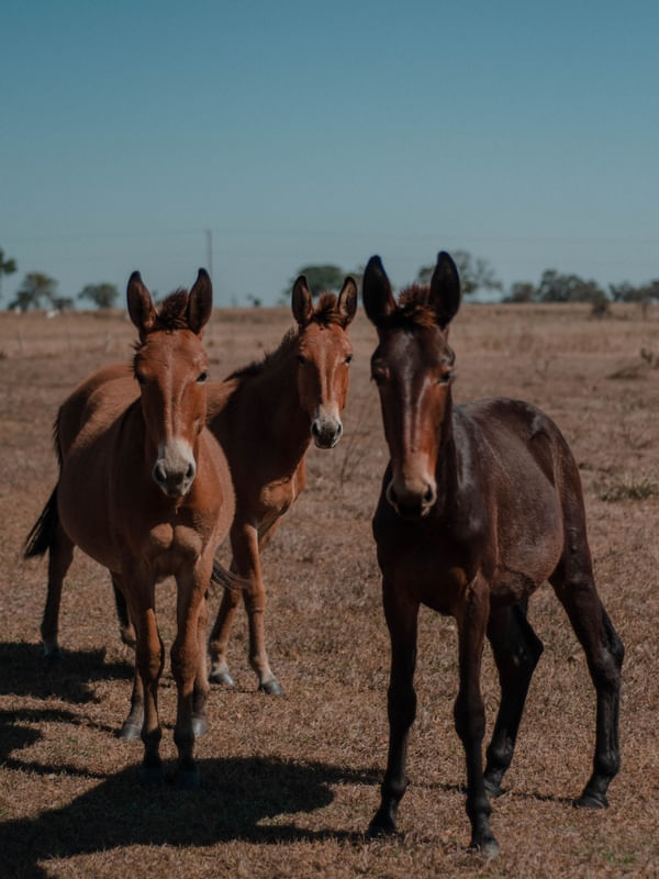 HORSES COLOR