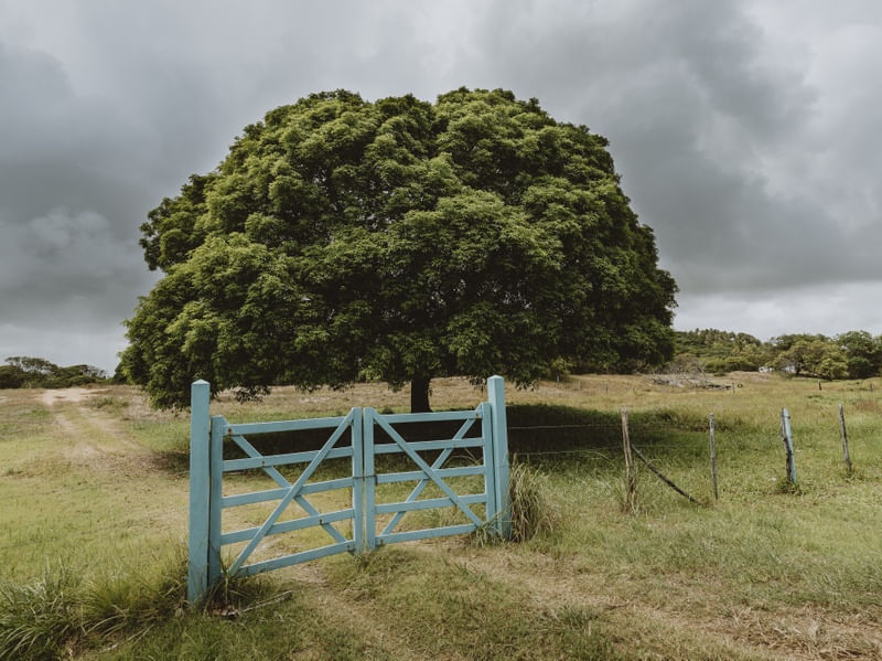 A ENTRADA