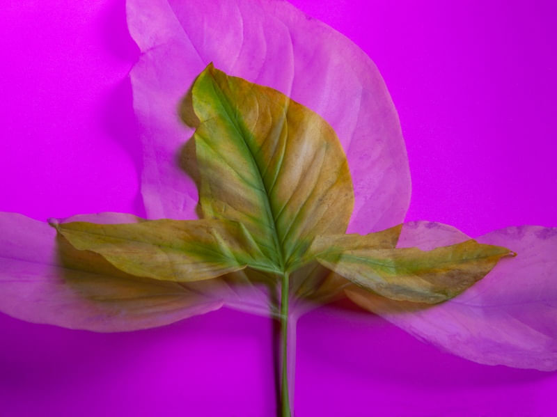 FOLHA AMARELA EM FUNDO ROSA I