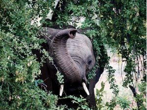 ELEFANTE NA MATA