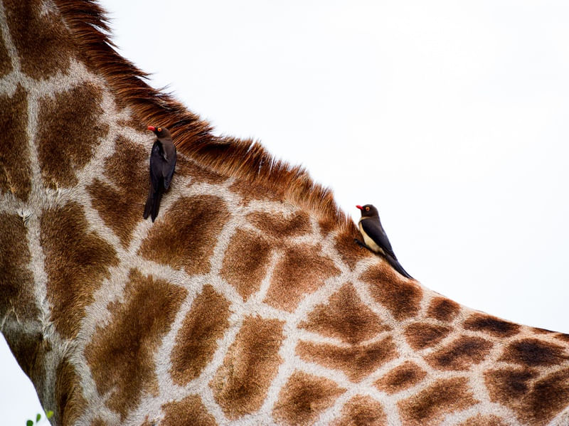 A GIRAFA E OS PÁSSAROS