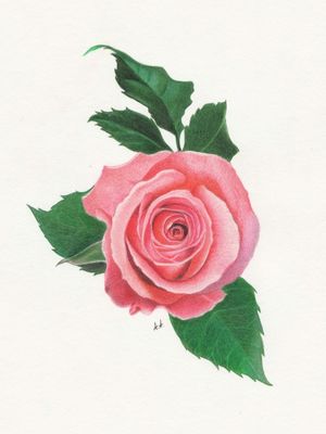 PINK ROSE