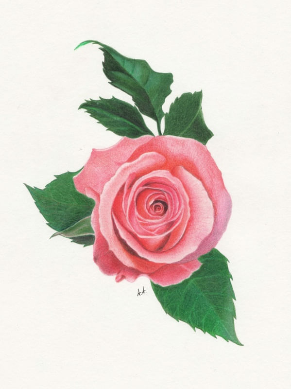 PINK ROSE