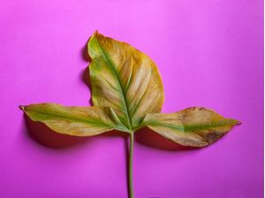 FOLHA AMARELA EM FUNDO ROSA II