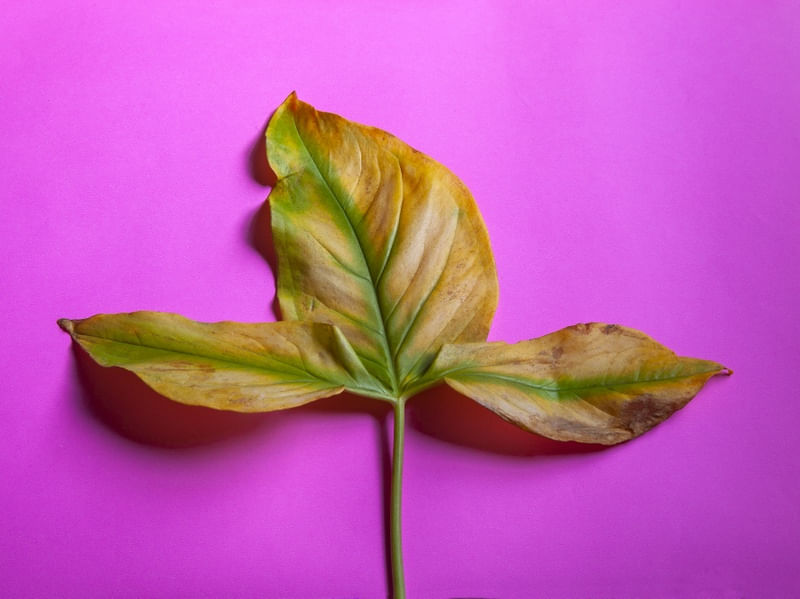 FOLHA AMARELA EM FUNDO ROSA II