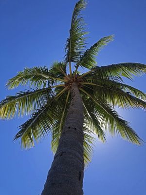 GIGANTE TROPICAL