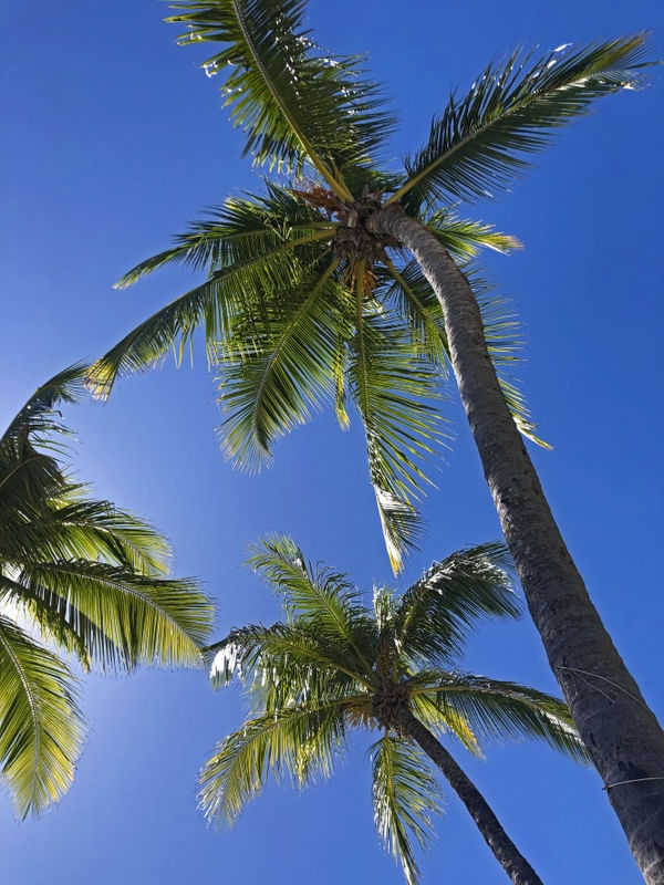 TRIO TROPICAL