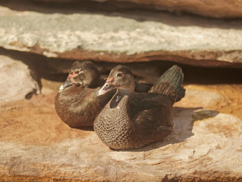 CASAL DE PATOS NA BEIRA DO RIO