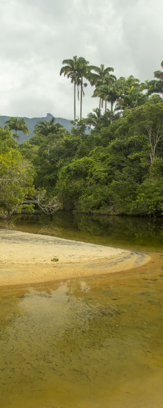 BICO DO PAPAGAIO EM ILHA GRANDE - RJ