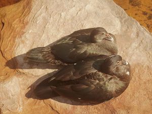 CASAL DE PATOS