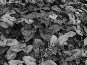 O JARDIM E SUAS FOLHAGENS