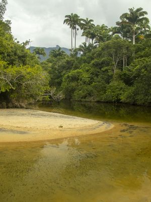 BICO DO PAPAGAIO EM ILHA GRANDE - RIO DE JANEIRO