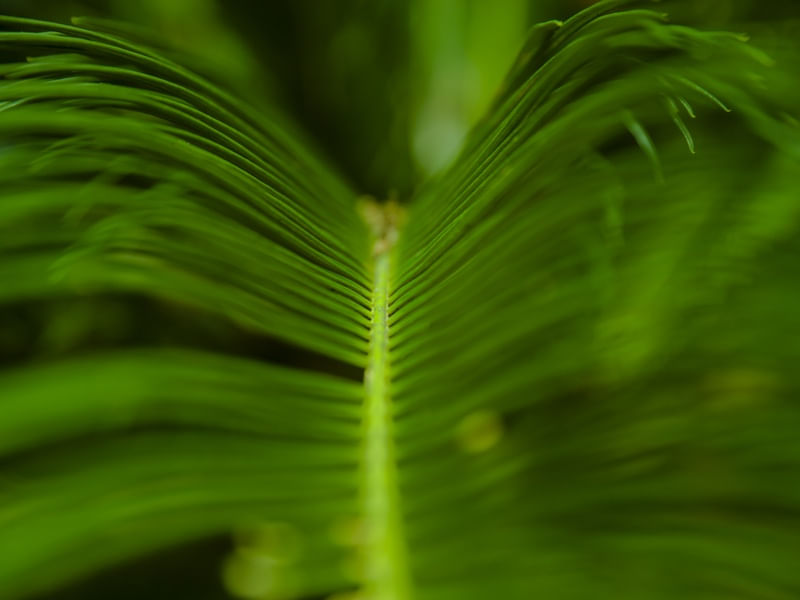 O DETALHE DA PLANTA VERDE