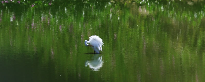 O LINDO LAGO VERDE