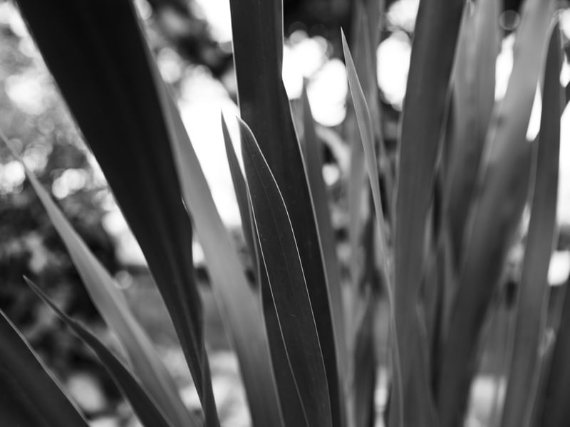 AS FOLHAS CINZAS I
