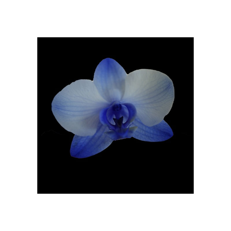 ORQUÍDEA AZUL RB
