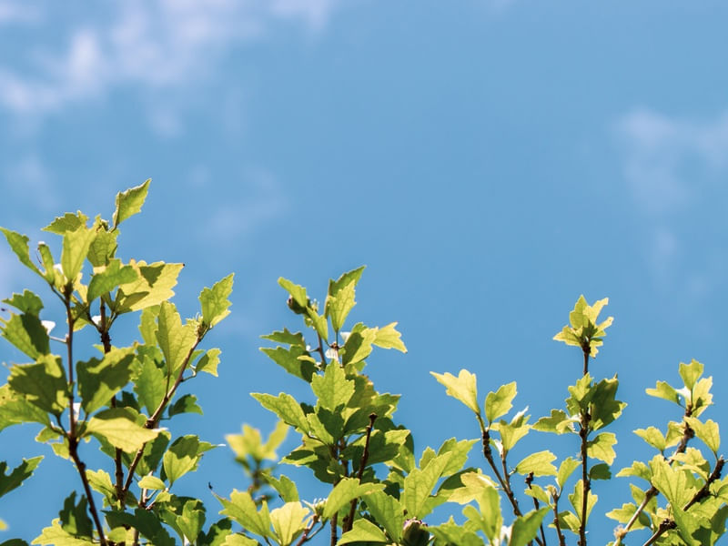 FOLHAS DA ARVORE E CÉU AZUL
