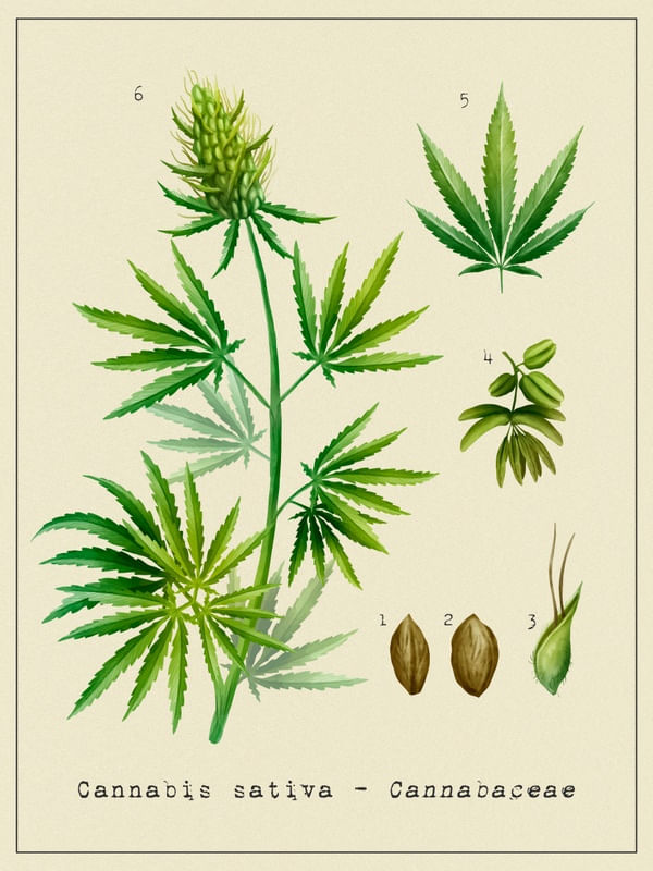 CANNABIS SATIVA