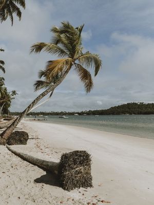 TROPICAL FALL