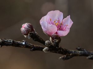 FLOR DO PESSEGO 03