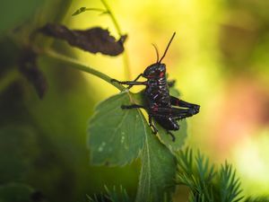 GAFANHOTO NEGRO MACRO