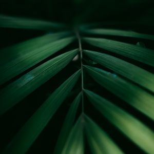 LEAF IV