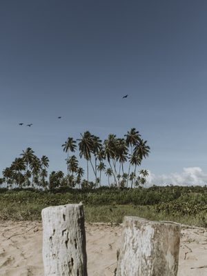 DE LONGE SÃO PEQUENOS