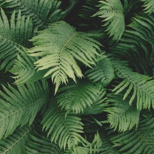 LEAF VI