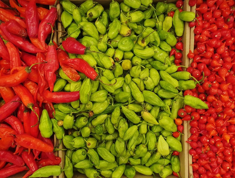 PIMENTA PIMENTA PIMENTA
