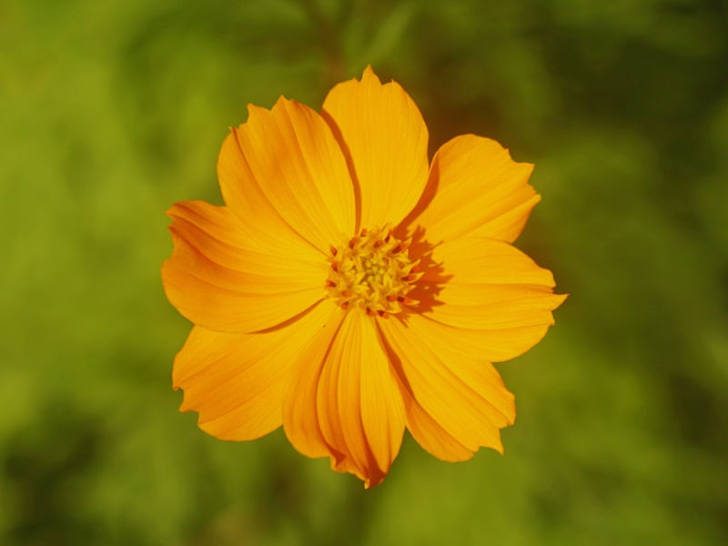 FLOR SILVESTRE DO CAMPO