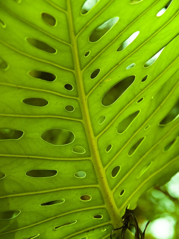 FORMAS E VERDE