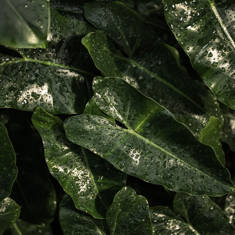LEAF IX