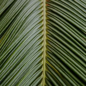 LEAF X