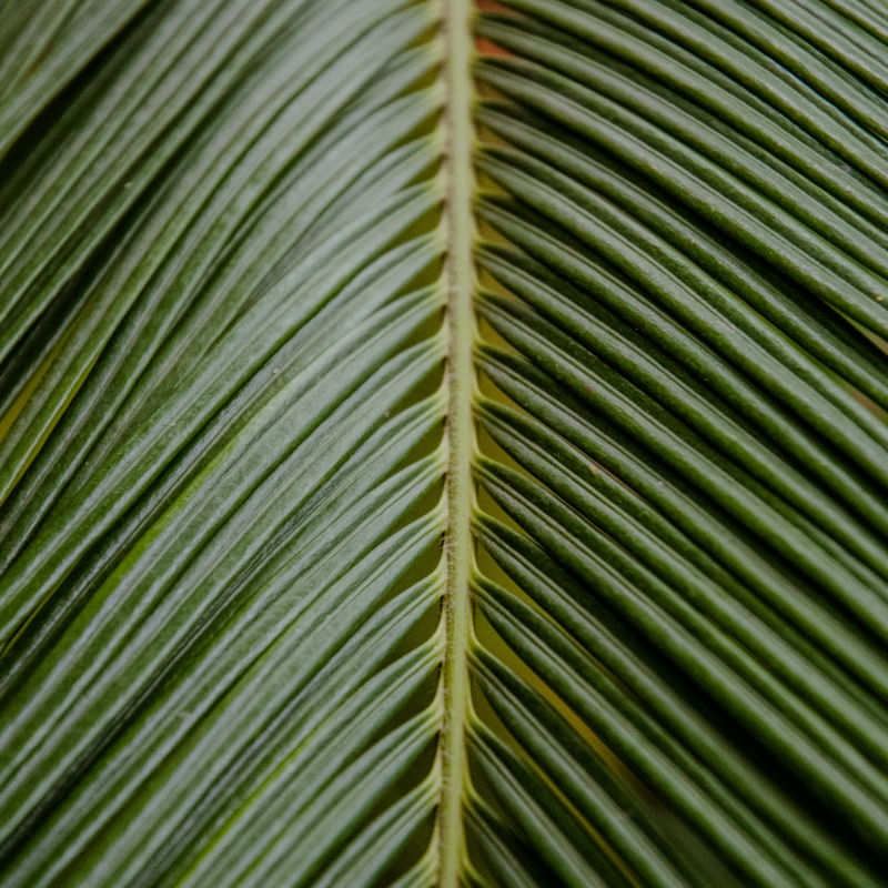 LEAF X
