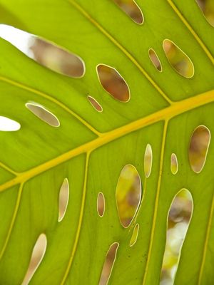 DETALHE TROPICAL