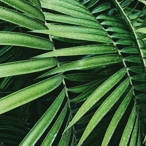 LEAF XI