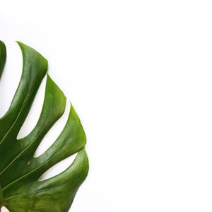 LEAF XII