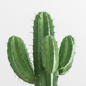 PLANTAS I