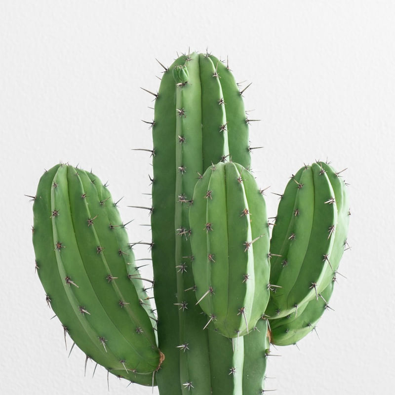 PLANTAS I