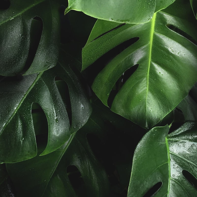 PLANTAS III