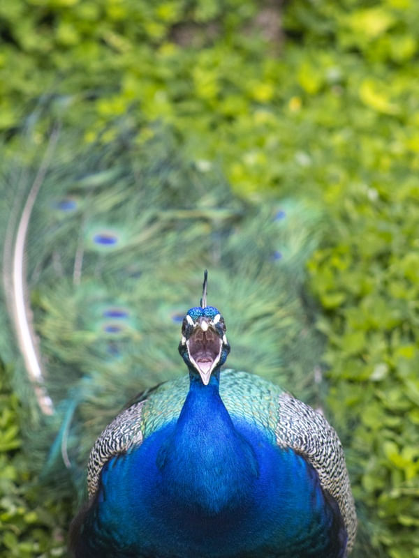 O SOM DA NATUREZA, CHAMADO DO PAVÃO - VITÓRIA